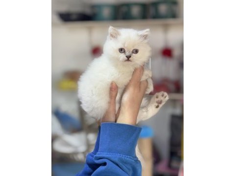 Üst kalite british longhair yavrumuz