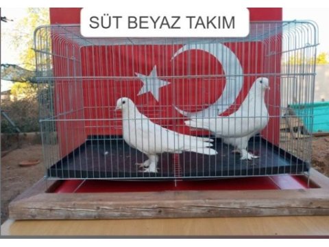 Süt beyaz takım güvercin