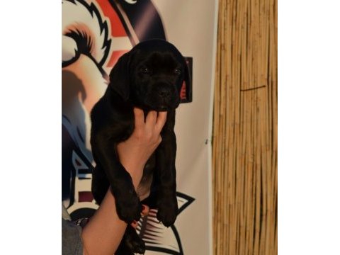 Simsiyah parlak kısa tüylü erkek cane corso yavru