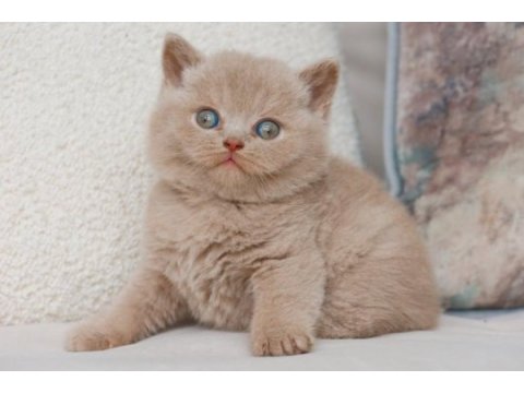 Bebek surat lilac british shorthair 