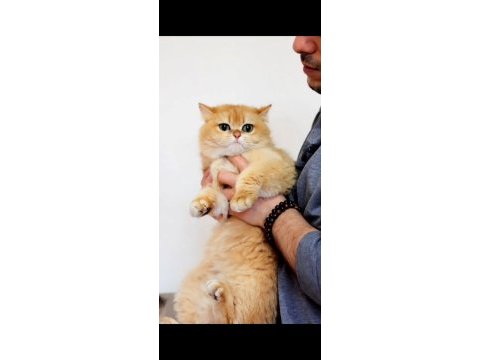 British shorthair ny12