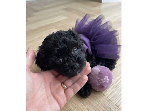 Teacup morkie köpeğimiz