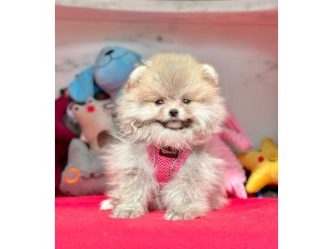 Sevimli pomeranian boo yavrularımız
