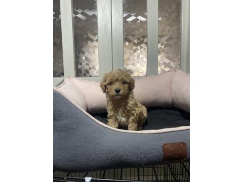 3.5 kg garantili maltipoo yavrular