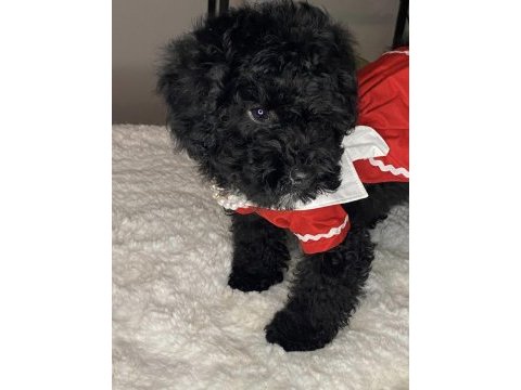 3 aylık kızımız toy poodle