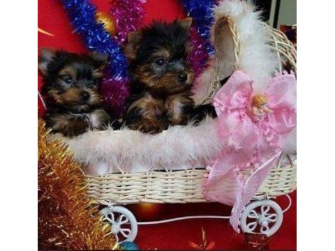 Yorkshire terrier yavrularımız