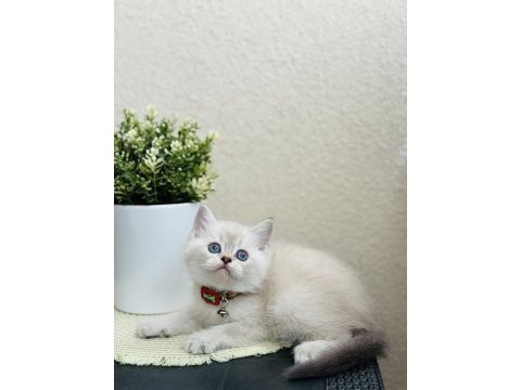 British shorthair lynx point yavrular