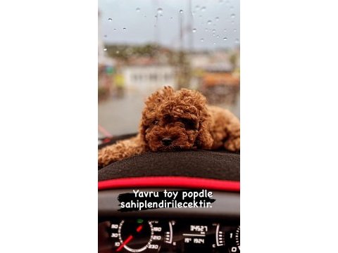 Toy poodle yavrusu