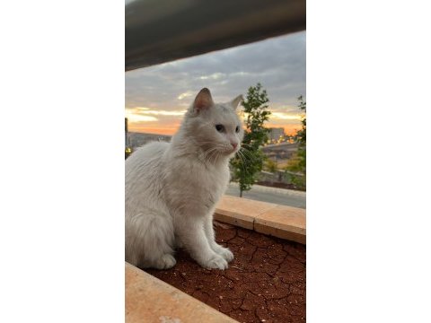 Kedimiz zeynep için yeni bir ev