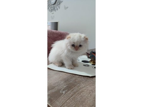 Teslime hazır scottish fold yavrular