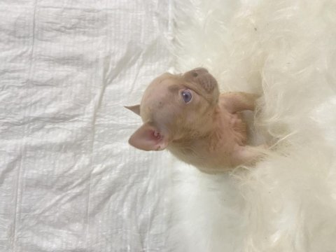 Renkli gözlü ırk garantili french bulldog yavrularım