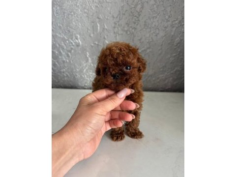 Micro teacup korean dark brown poodle yavrularımız