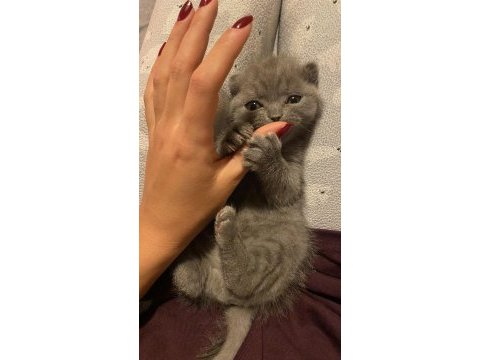 Son scottish fold bebek yeni yuvasını arıyor