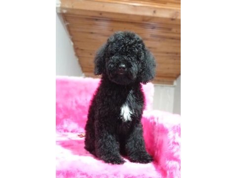 Poodle köpek sahiplendirme 7 aylık