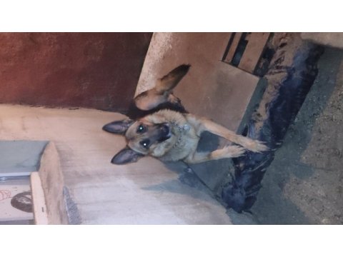 Ücretsiz sahiplendirme alman kurdu açıklama okuyunuz
