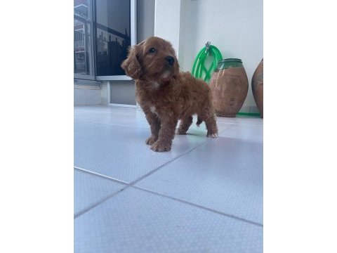 Irk ve sağlık garanti maltipoo yavrumuz