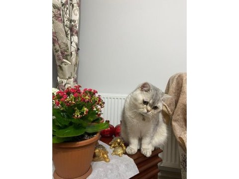 British shorthair kedimiz