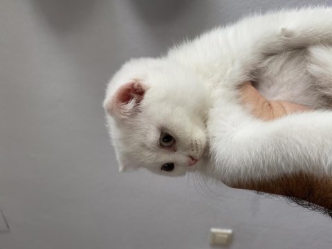 Scottish fold dişi