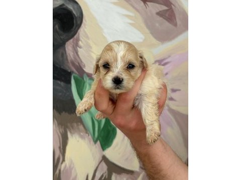 Maltipoo bebeklerimiz