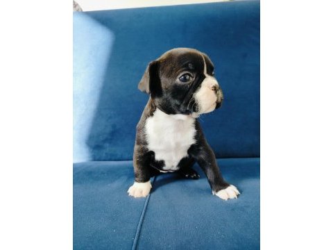 Maskeli french bulldog yavruları