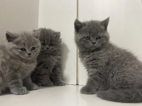 Kedilerim yuvalarını bekliyorlar 50 günlükler