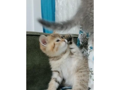 Scottish fold yaramazlar