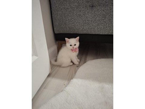 Scottish fold yavru sahiplendirmek istiyorum 5 aylık