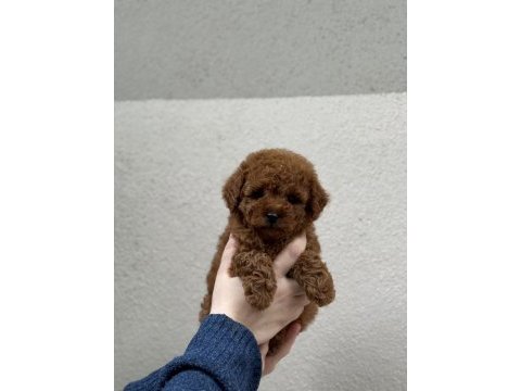 Kore kan poodle bebekleri