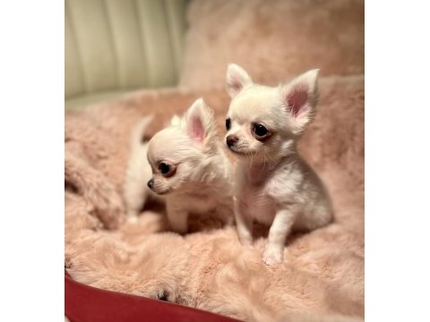 Şampiyon kan hattına sahip chihuahua bebeklerim