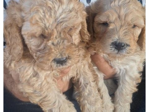 F1 maltipo poodle ayarında yavrularımız hazır