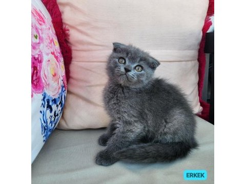 Kocaeli darıca minik pati kediler