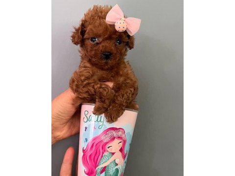 30 gün sonra sütten kesilecek poodle