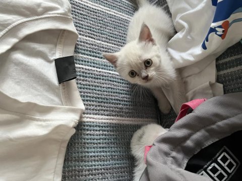 Erkek ve dişi karışık kendi kedilerim