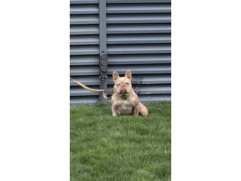 Yetişkin kaliteli french bulldog eğitimli