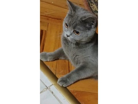 Kedimiz maya sahiplendiriyoruz