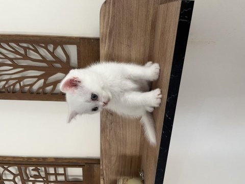 Orjinal ırkta, nadir bulunan bir cins british shorthair