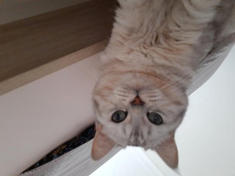 British shorthair yavrumuza ömürlük yuva arıyoruz
