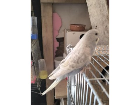 Mutasyon muhabbet kuşu yavru