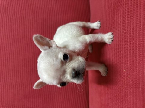 Yavru french bulldog