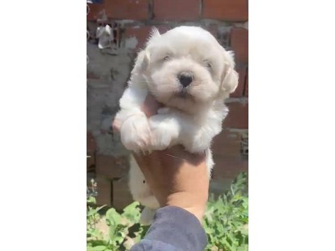 Maltese yavrular minyatür boy