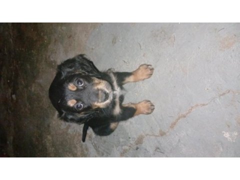 2 adet dişi yavru köpeğimiz