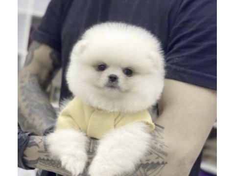 Pomeranian boo köpekler