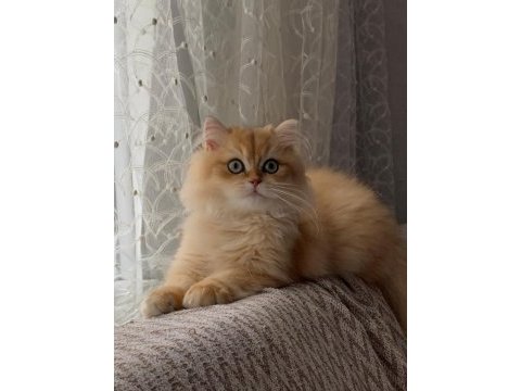 Erkek aslan british longhair