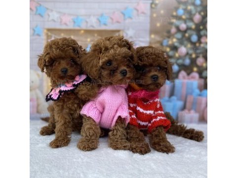 Sevimli toy poodle yavrusu