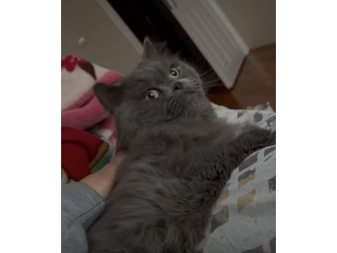 British longhair mars çiftleştirmek istiyorum