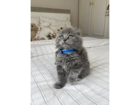 İnsan delisi scottish fold yavrularımız