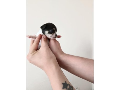 Anne altında a kalite chihuahua yavrular