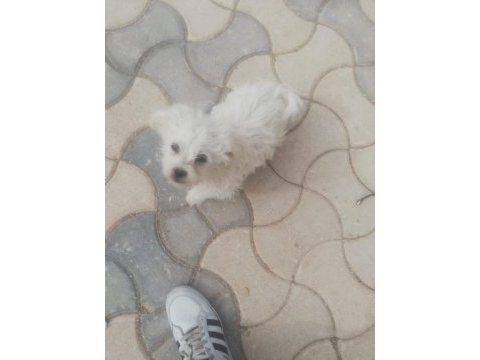 Sus köpeği