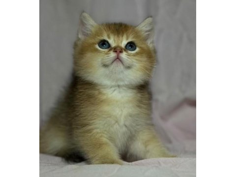 Safkan anne ve babası golden kedimiz