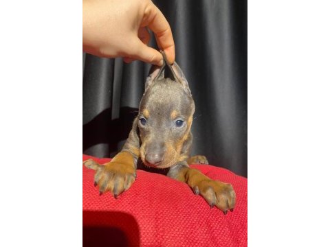 Son dişi blue doberman yavru